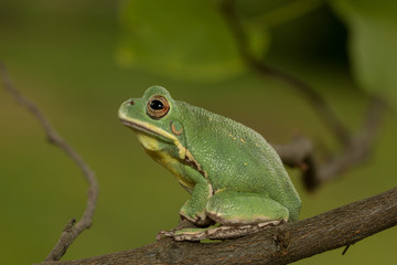 Barking treefrog (Hyla gratiosa) sitting up on a tree branch