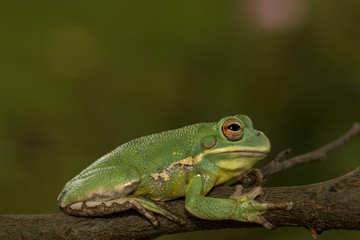 Barking tree frog holding onto a branch (Hyla gratiosa)