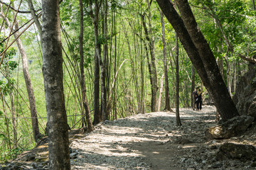 relaxing walk at a footpath in a spruce tree forest., kanchanaburi thailand