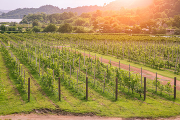 Vineyard , Grapes or grape yard with river and mountain background, Concept of viticulture and nature
