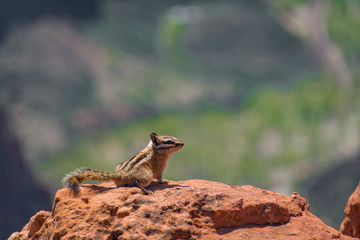 Zion National Park Squirrel Adventure