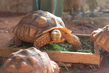 Obraz premium Sulcata tortoise, African spurred tortoise (Geochelone sulcata) is one of the largest species of tortoise in the world.