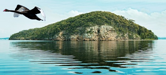 Black Swan flying past Pulbah Island in Lake Macquarie.