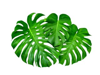 Monstera leaves, tropical jungle design pattern, Swiss Cheese Plant, isolated on whitebackground © Christine
