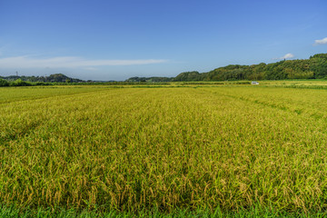Obraz premium 秋の田園風景