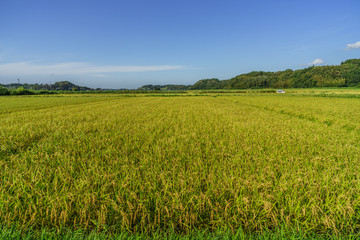 秋の田園風景