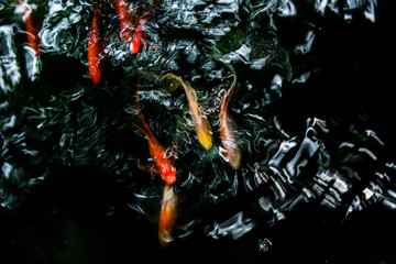 Fototapeta na wymiar Motion blur of colorful carp fish