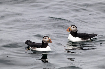 Atlantic Puffins (Fratercula arctica) float on the water on a rainy day