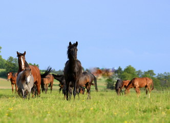 not afraid, a herd of young wild horses looking curious