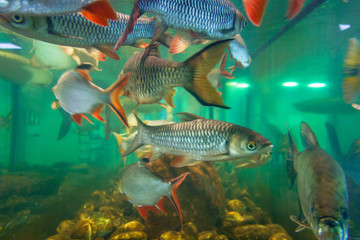 淡水魚　アロアナ　水槽　アクアリウム　水族館