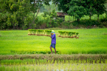 farmers bearing the seedlings in rice field