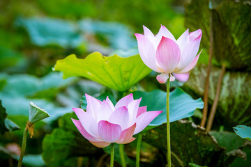 lotus flower blooming