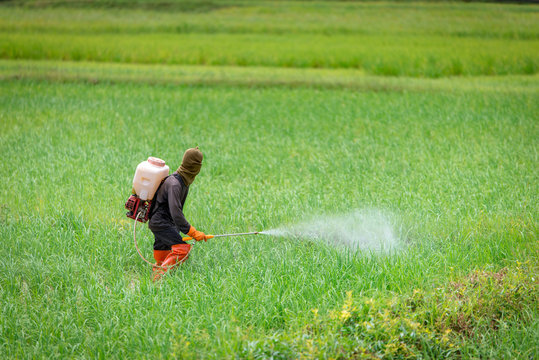 farmer spraying insecticides in rice farm