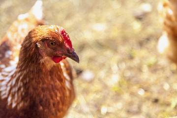 Speckled hen on blurred background