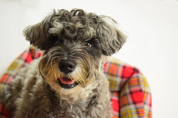 シュナウザーのベッド