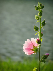 Hollyhock flower