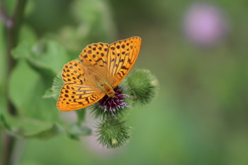 Fototapeta na wymiar Beautiful colorful butterfly Silver-washed Fritillary on blooming thistle in meadow.Summer day, blurred background
