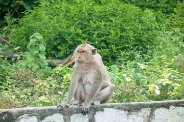 タイ　チョンブリ　バンセン　猿山のサル