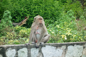 Obraz premium タイ チョンブリ バンセン 猿山のサル