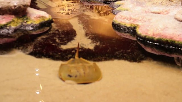Stingray and Horseshoe Crab Swimming through Shallow Water