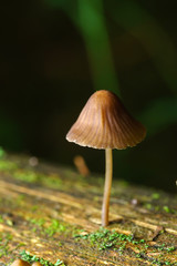 small mushrooms toadstools