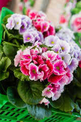 Colorful Primroses