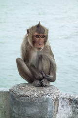 タイ　チョンブリ　バンセン　猿山のサル　海辺