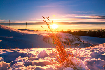 Wheat In Snow