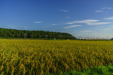  	夏の田園の風景