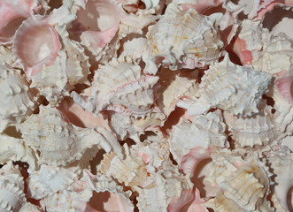 Background of many exotic ocean shells for sale