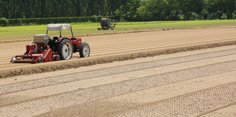 Field cultivated with lettuce and tractor during sowing of littl