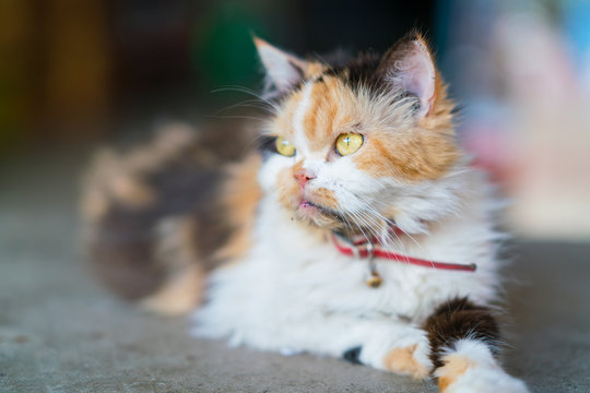 maliciously cat. Front view of a cute Persian cat lying, looking at someting
