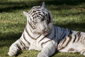 white tiger