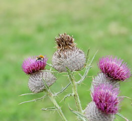 Cirse laineux -Cirsium eriophorum ,fleur sauvage de montagne en été
