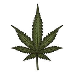 A cannabis leaf. Marijuana leaf. Vector illustration isolated on white background.
