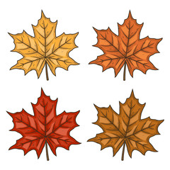 Maple leaf. Autumn leaves. Set maple leaf. Vector illustration isolated on white background.