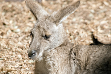 Eastern grey kangaroo