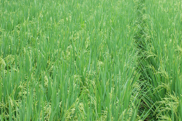 green rice field in farmland in Asia