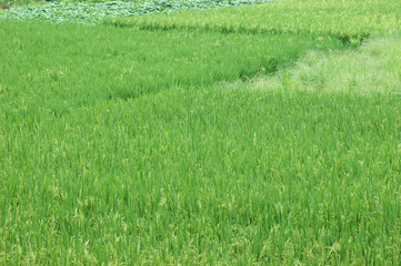 green rice field in farmland in Asia