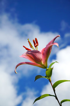 blooming pink fresh lily against blue sky