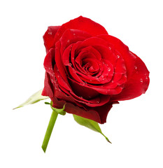 Red rose flower rosette with drops of water