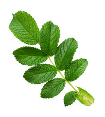Wild rose leaves