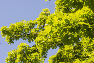 Green leaves of maple on a tree.