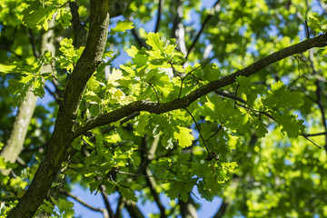 Fototapeta premium Light green oak leaves and branch.