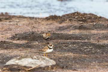 Little ringed plover