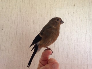 Fliegen üben