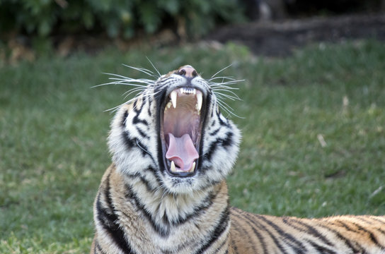 tiger