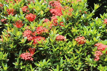 Tropical Red Flowers in Guangdong China Asia