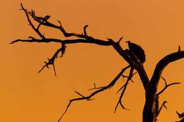 Silhouette of vulture on dead tree