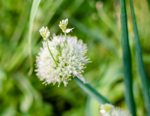 цветок чеснока